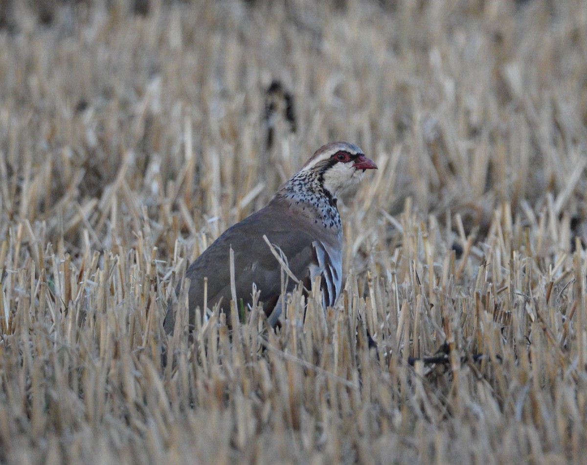 Pernice rossa - ML646478634