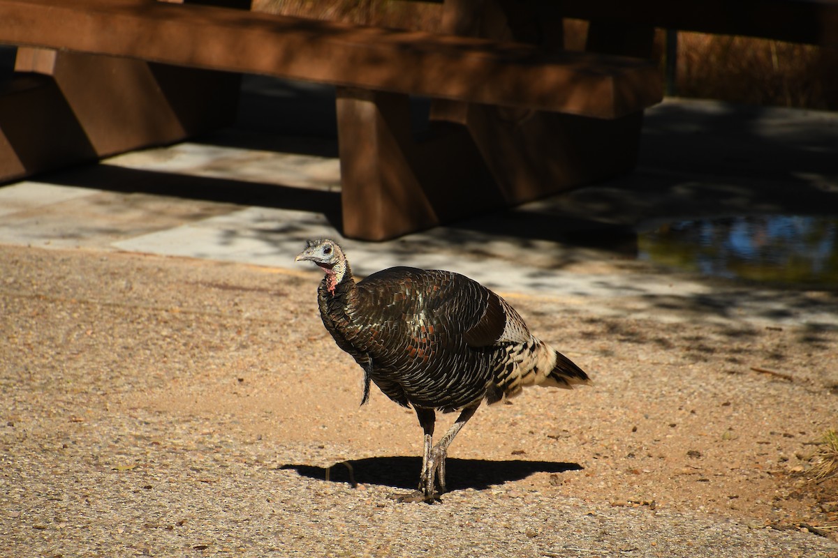 Wild Turkey - ML646478636