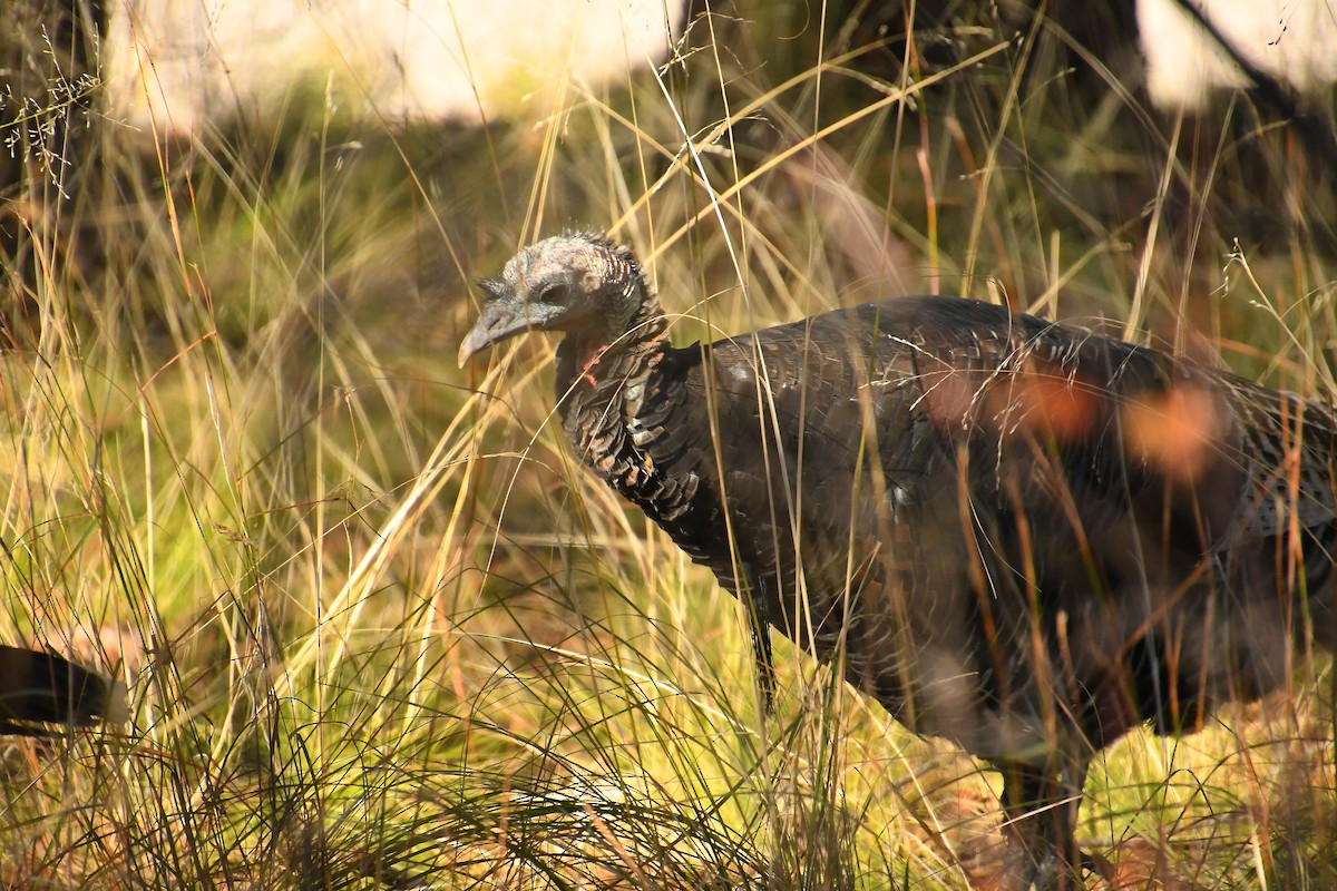 Wild Turkey - ML646478638
