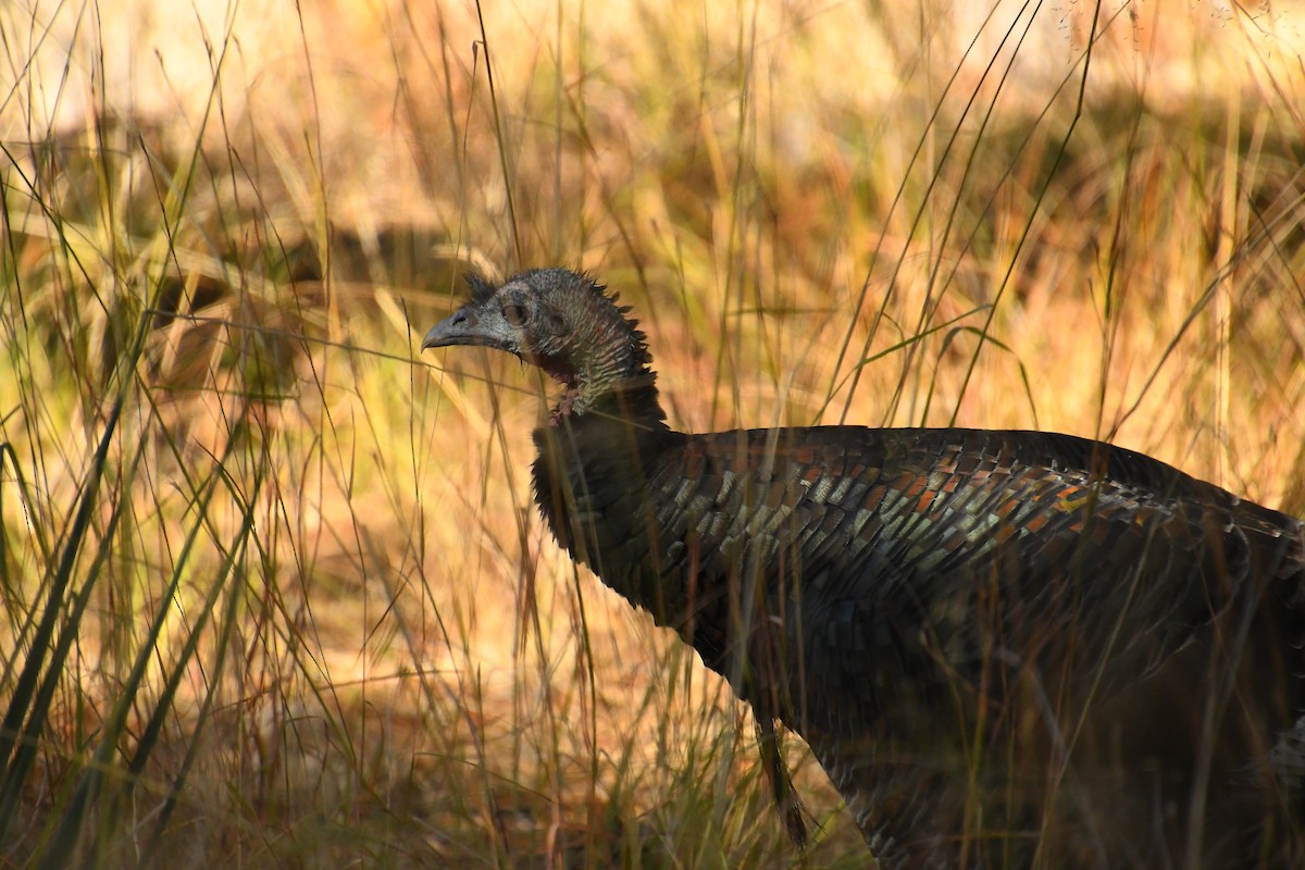 krocan divoký - ML646478639