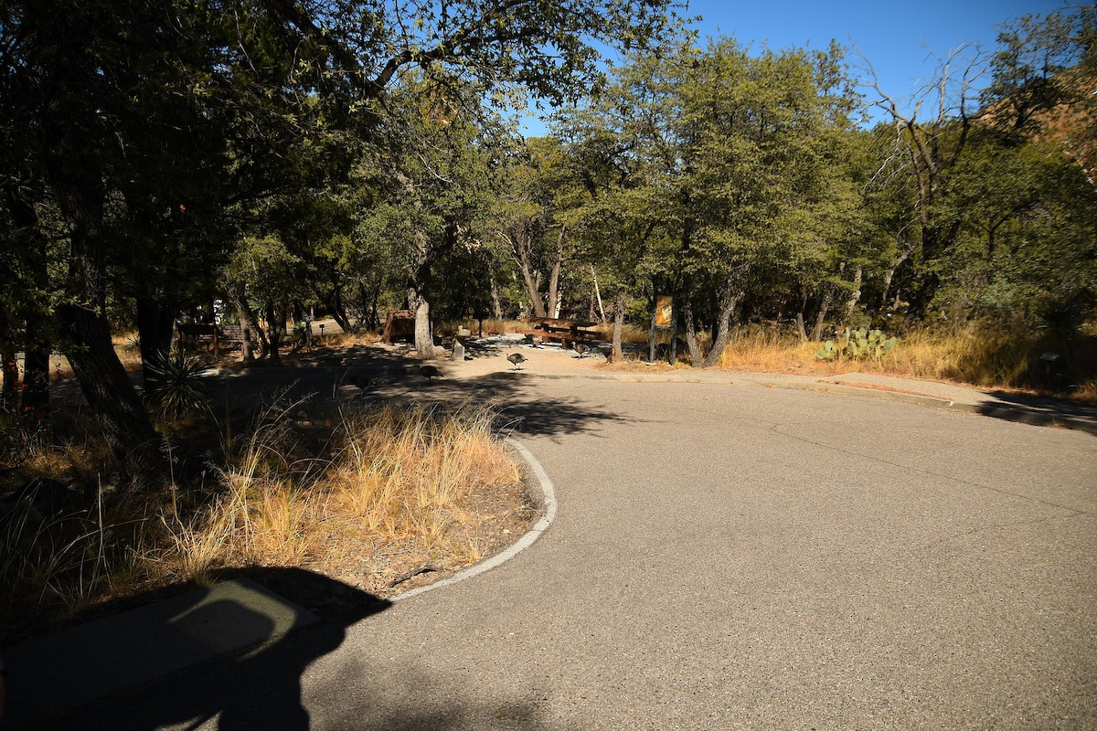 Wild Turkey - ML646478643