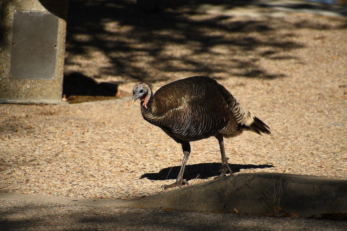 Wild Turkey - ML646478646