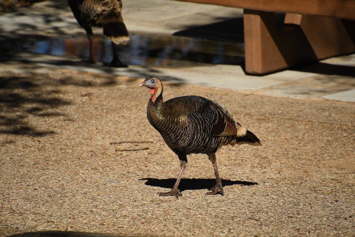 Wild Turkey - ML646478647