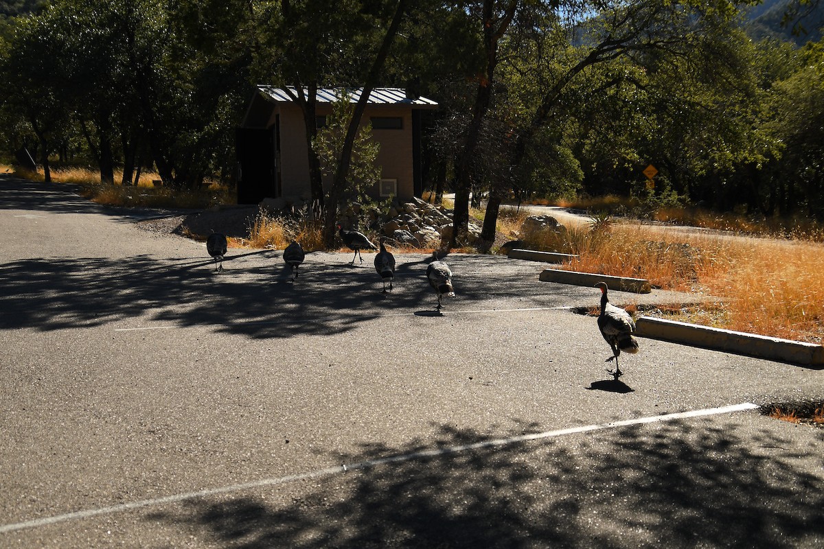 Wild Turkey - ML646478648