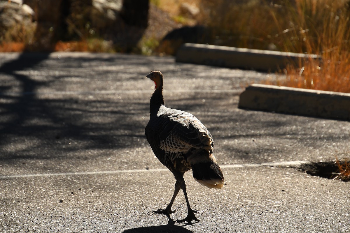 Wild Turkey - ML646478649