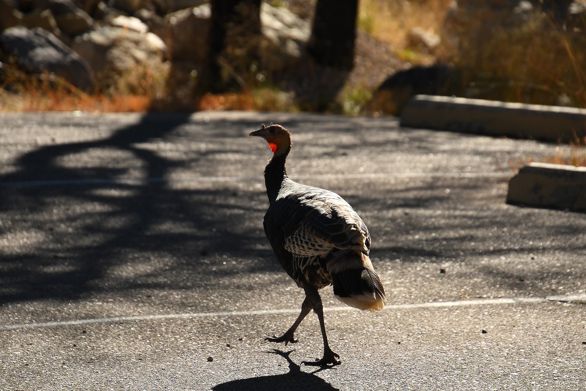 Wild Turkey - ML646478650