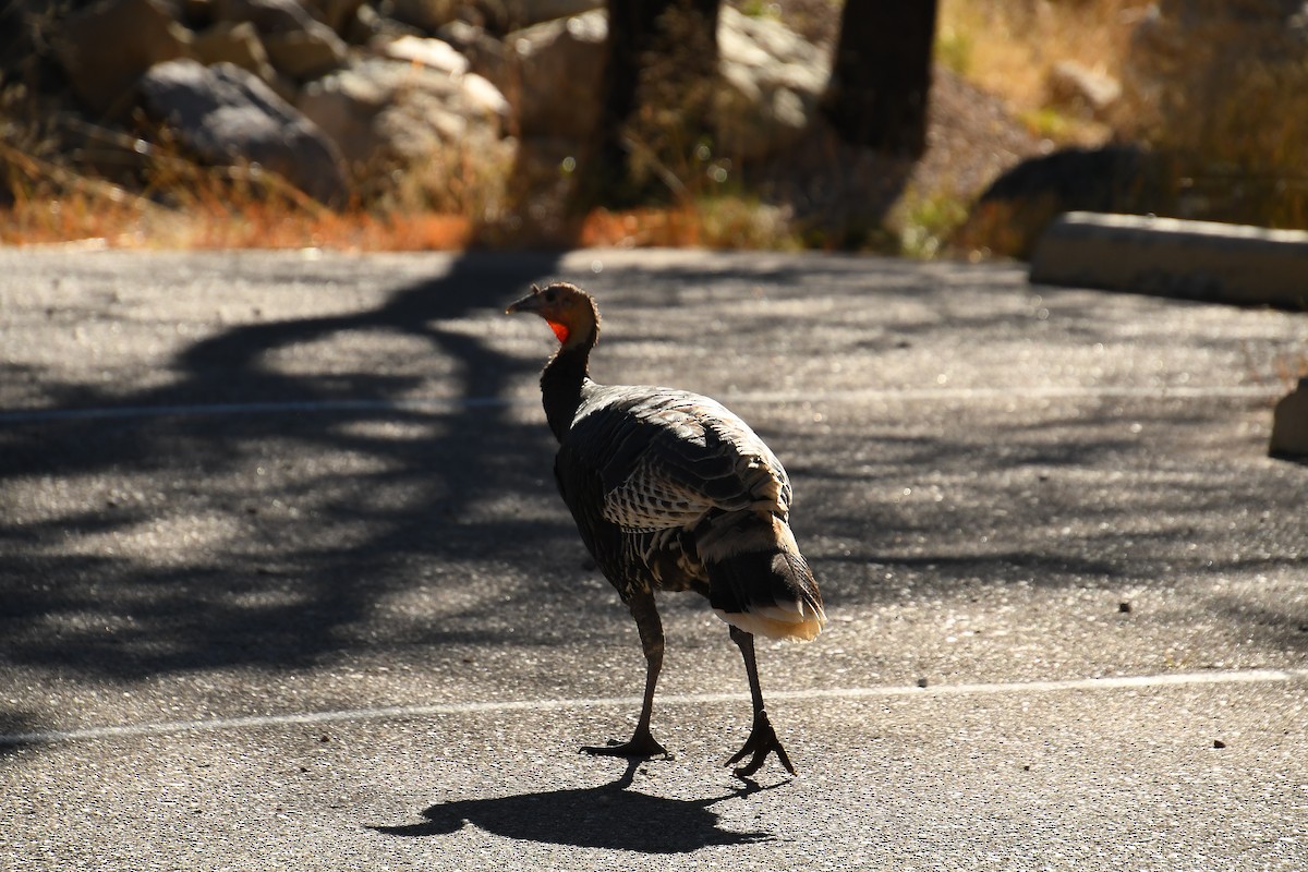 Wild Turkey - ML646478651