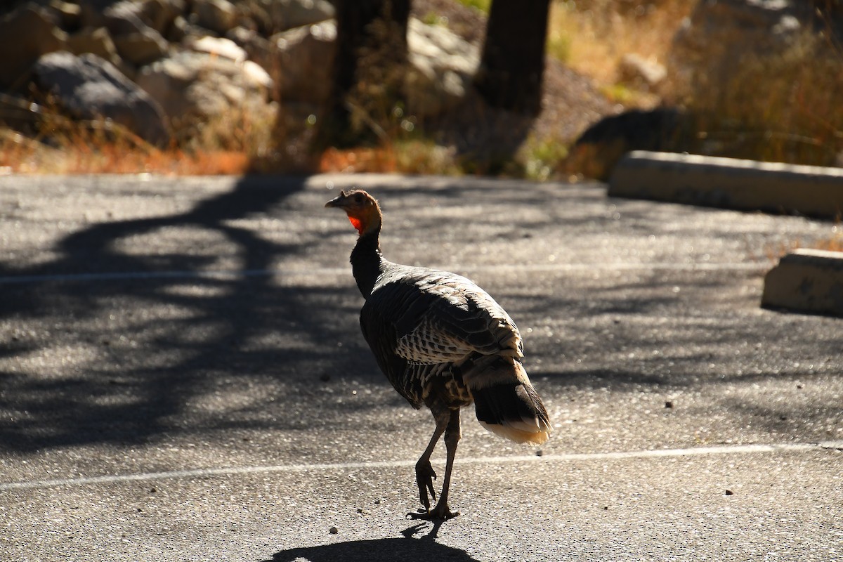 Wild Turkey - ML646478652