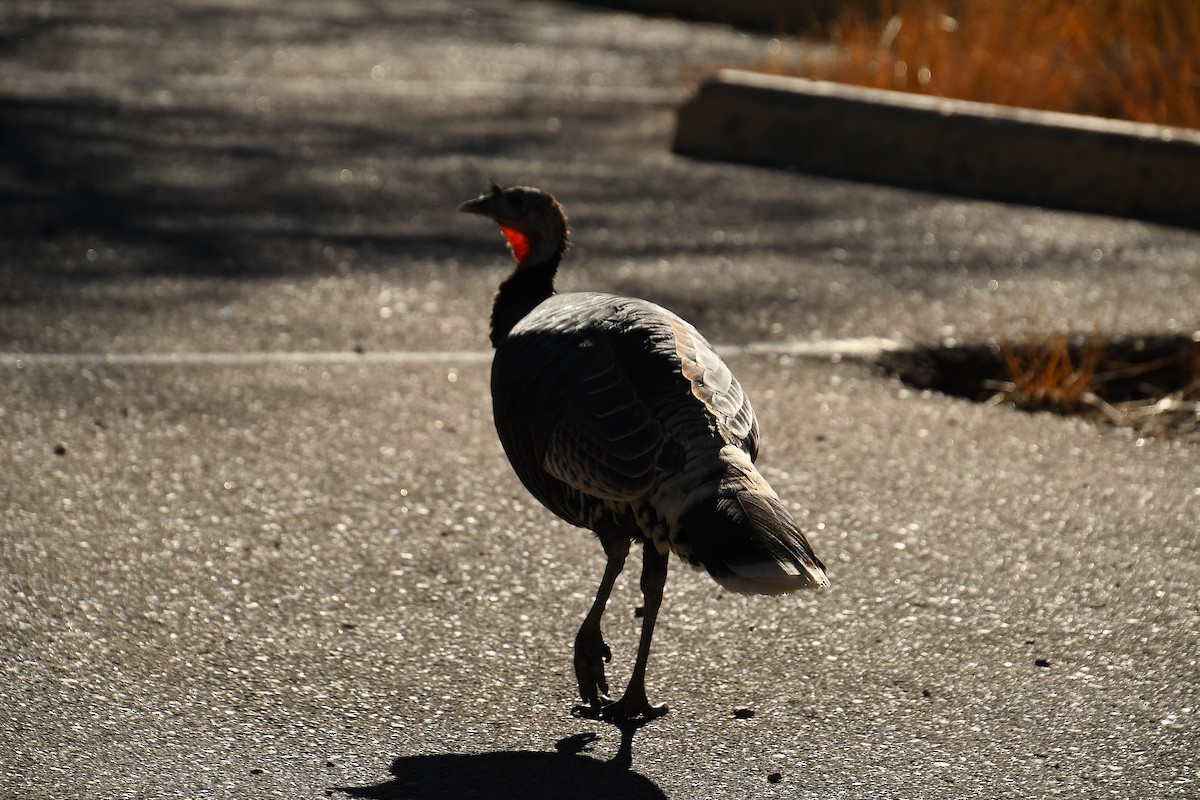 Wild Turkey - ML646478653