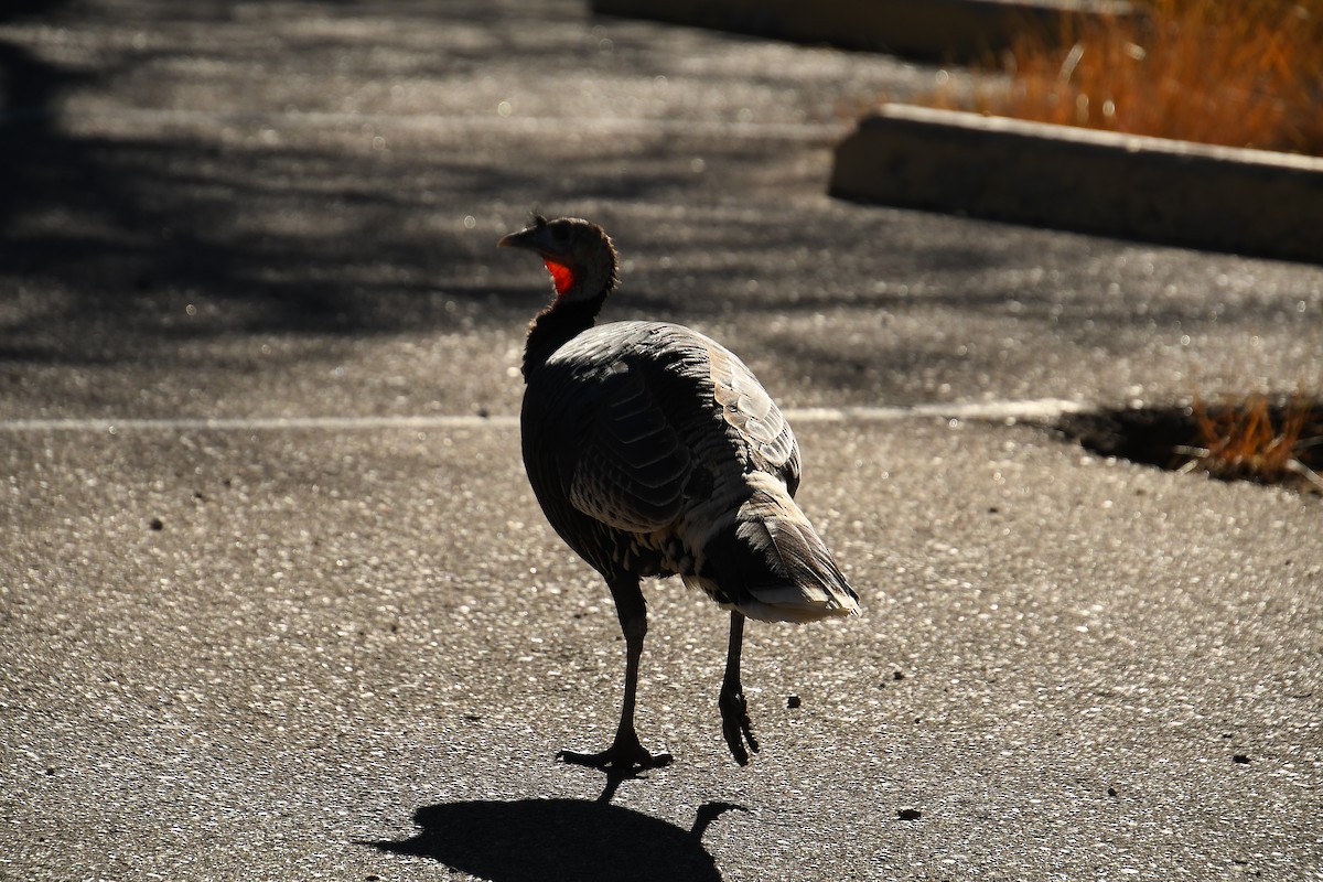 Wild Turkey - ML646478654