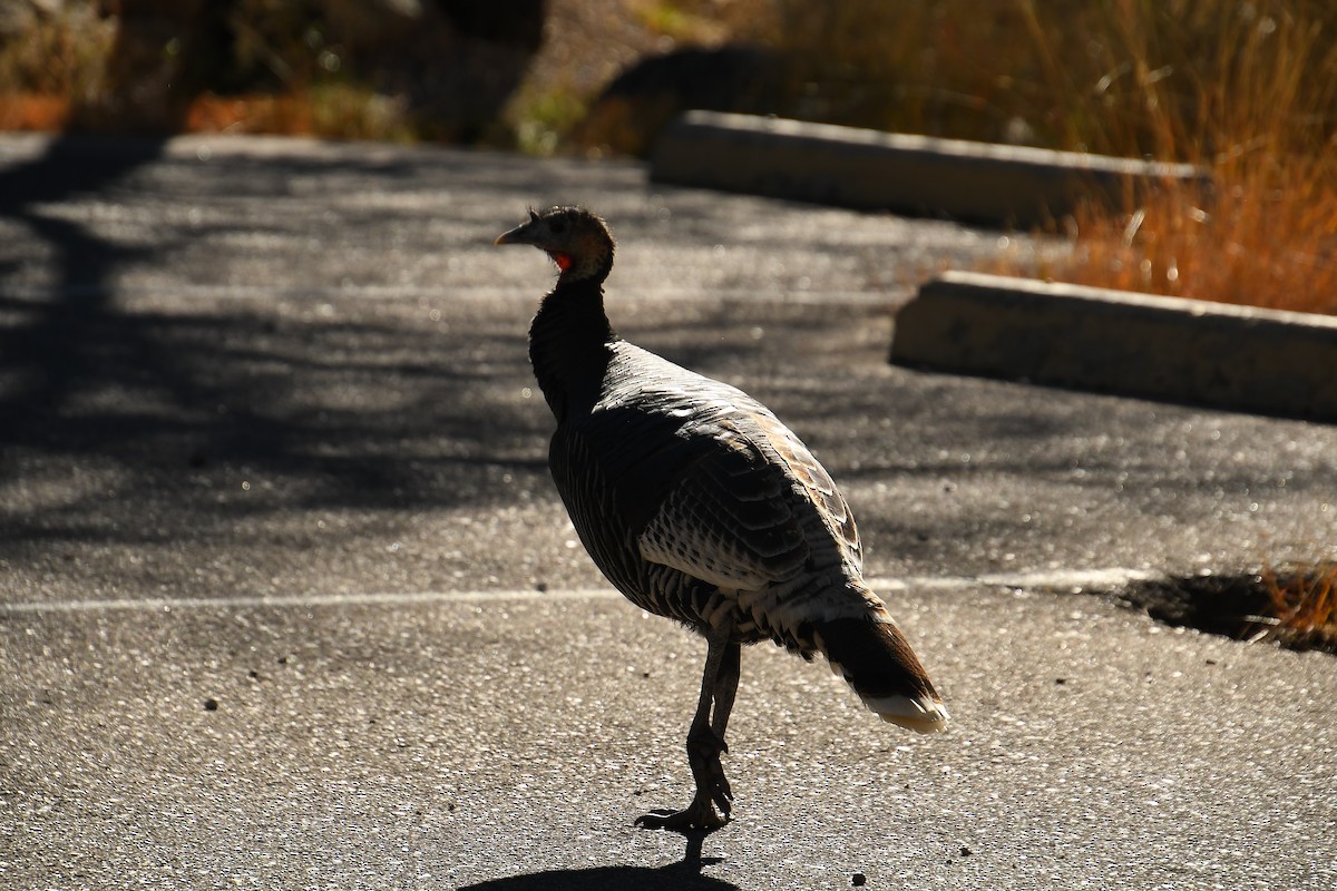 Wild Turkey - ML646478655