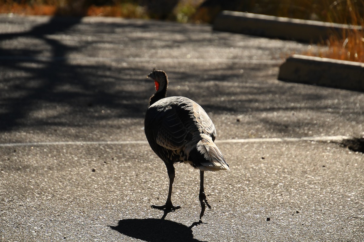 Wild Turkey - ML646478656