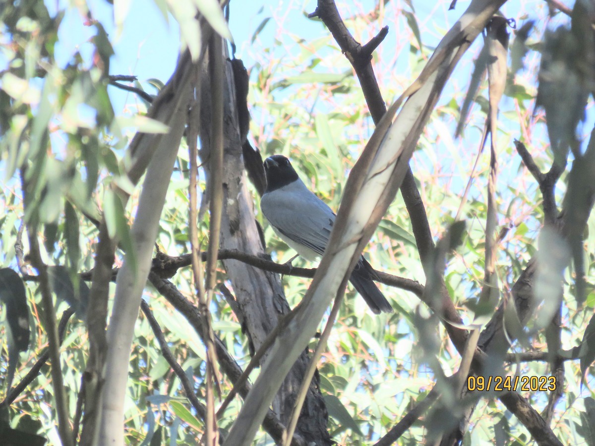 Black-faced Cuckooshrike - ML646478661