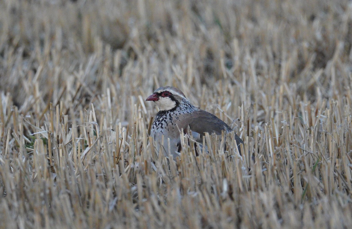 Red-legged Partridge - ML646478663
