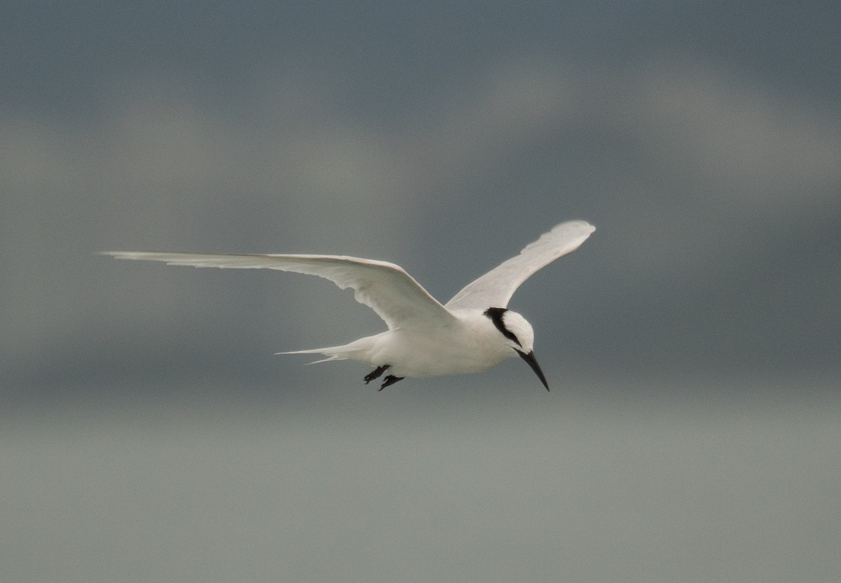 Black-naped Tern - ML646478664