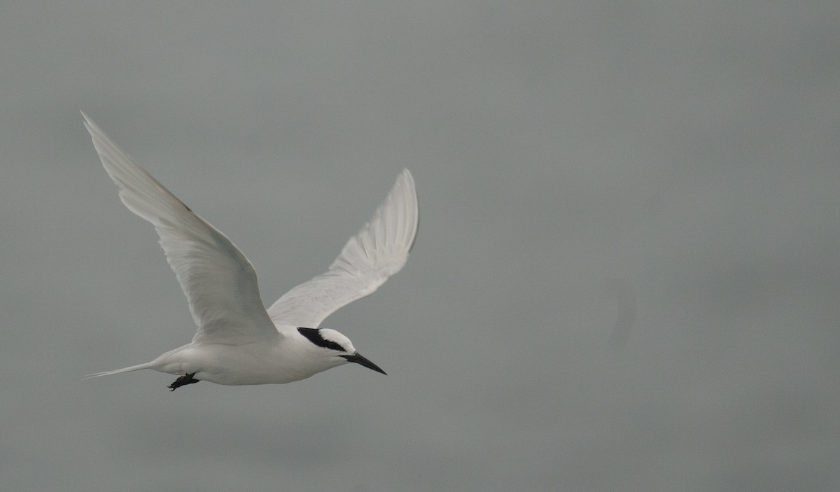 Black-naped Tern - ML646478665