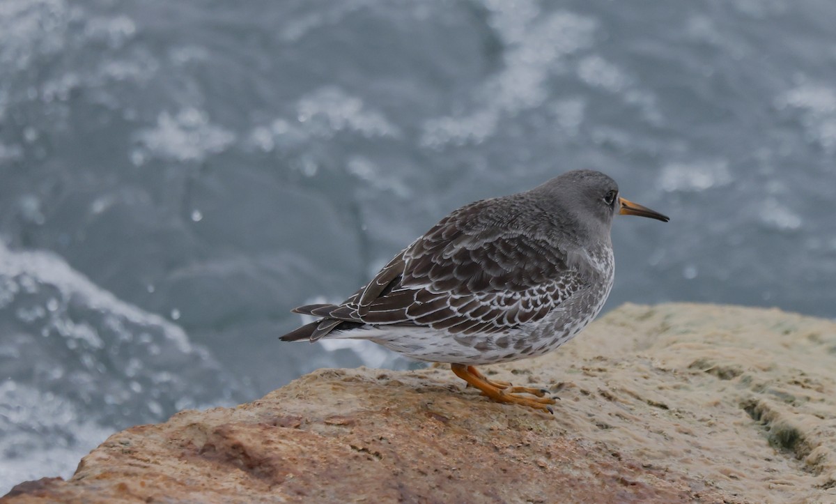 Purple Sandpiper - ML646478667