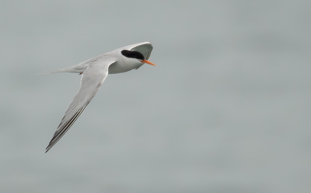 Roseate Tern - ML646478668
