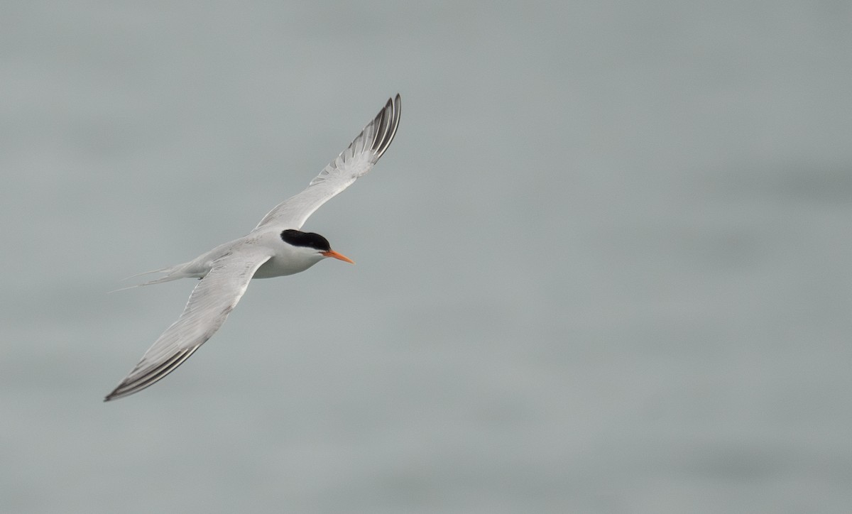 Roseate Tern - ML646478669