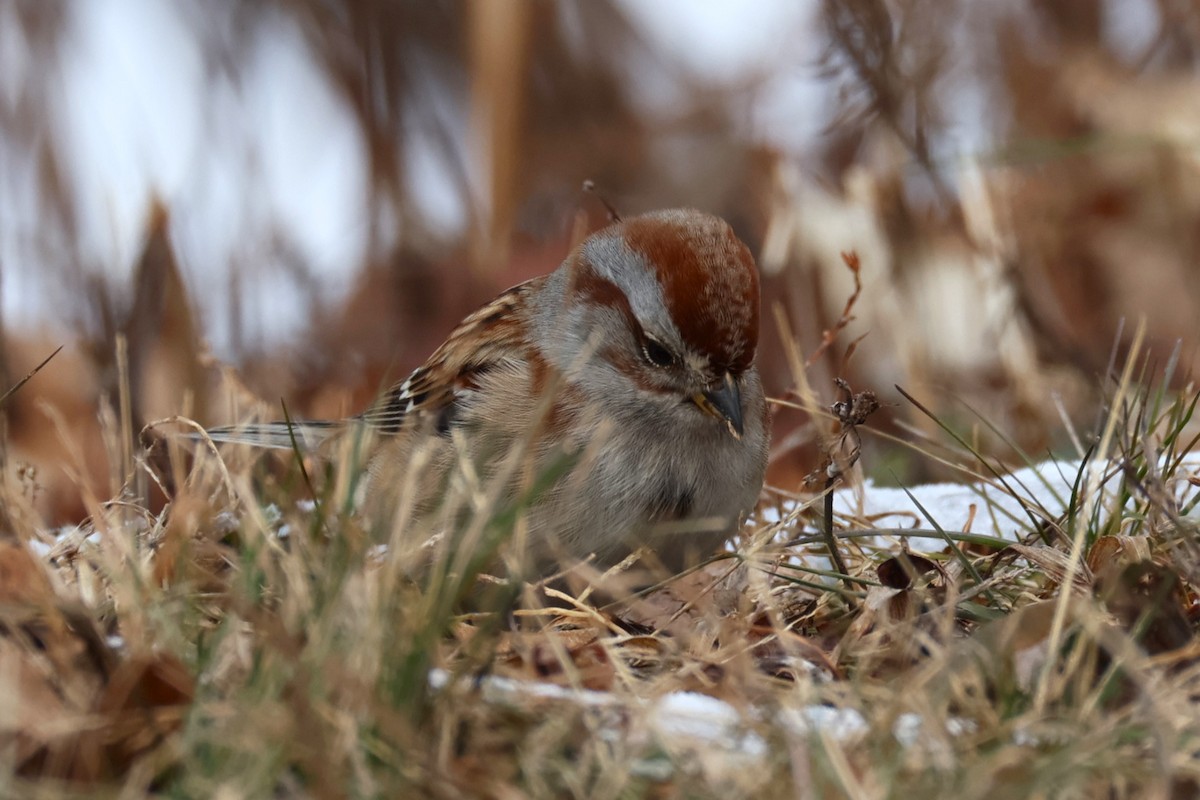 American Tree Sparrow - ML646478671