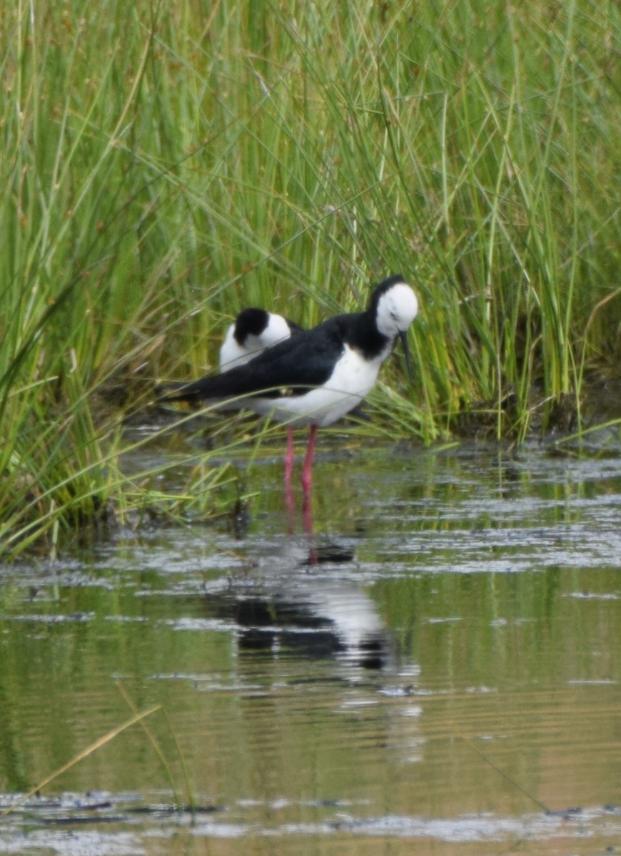 Pied Stilt - ML646478674