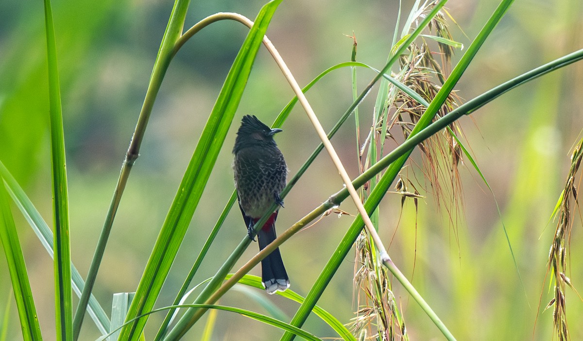 Red-vented Bulbul - ML646478675