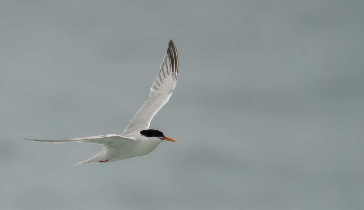 Roseate Tern - ML646478677