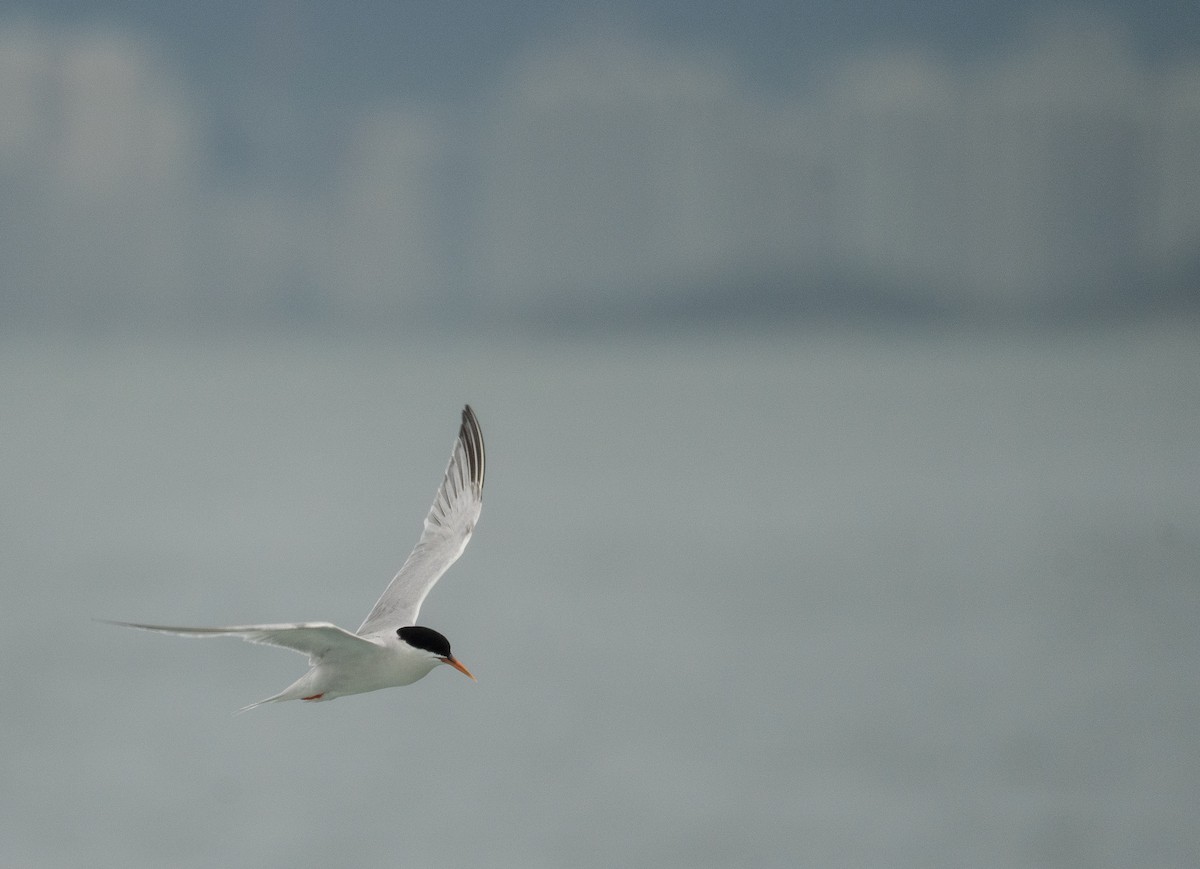 Roseate Tern - ML646478678