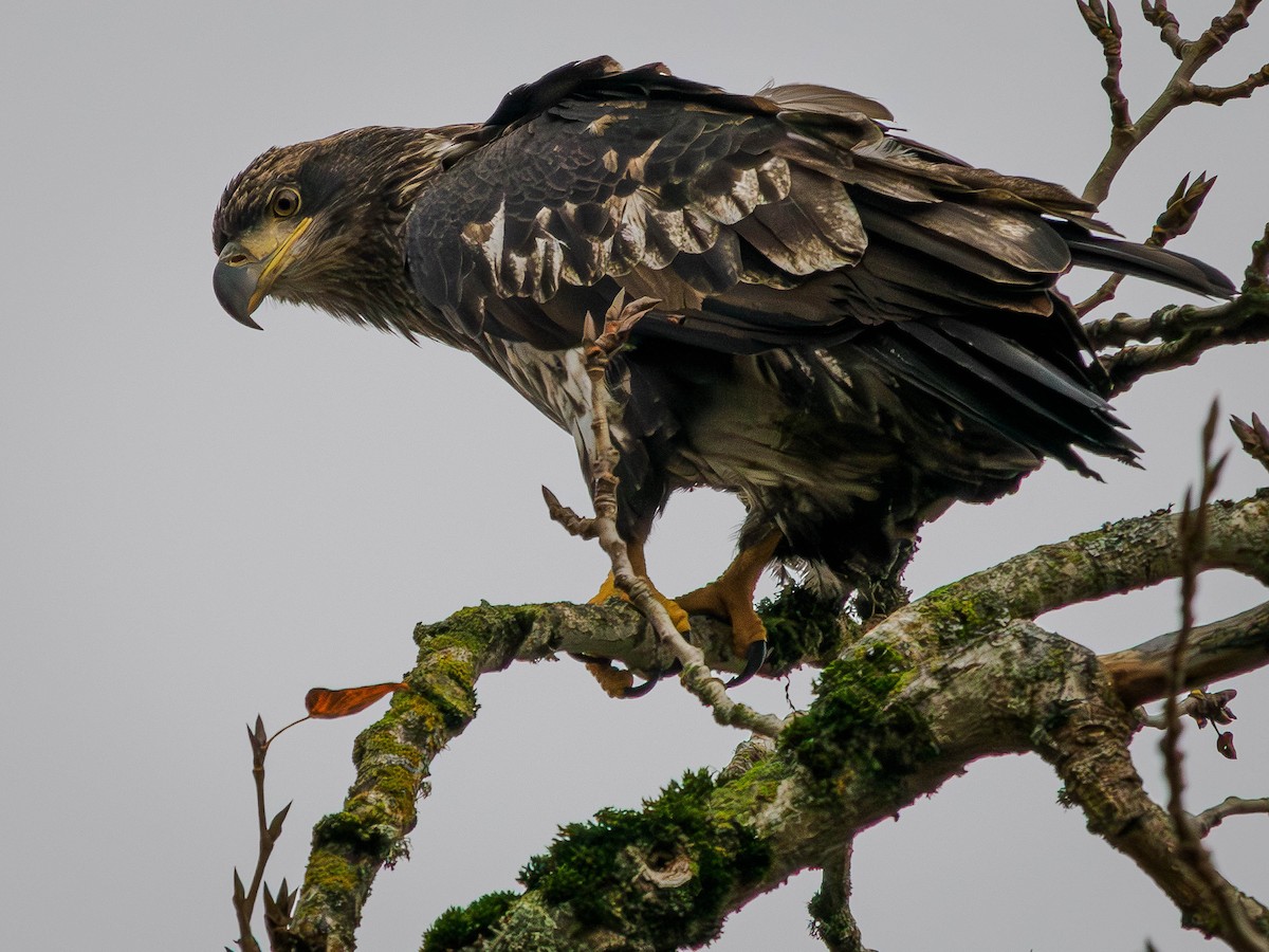 Bald Eagle - ML646478680