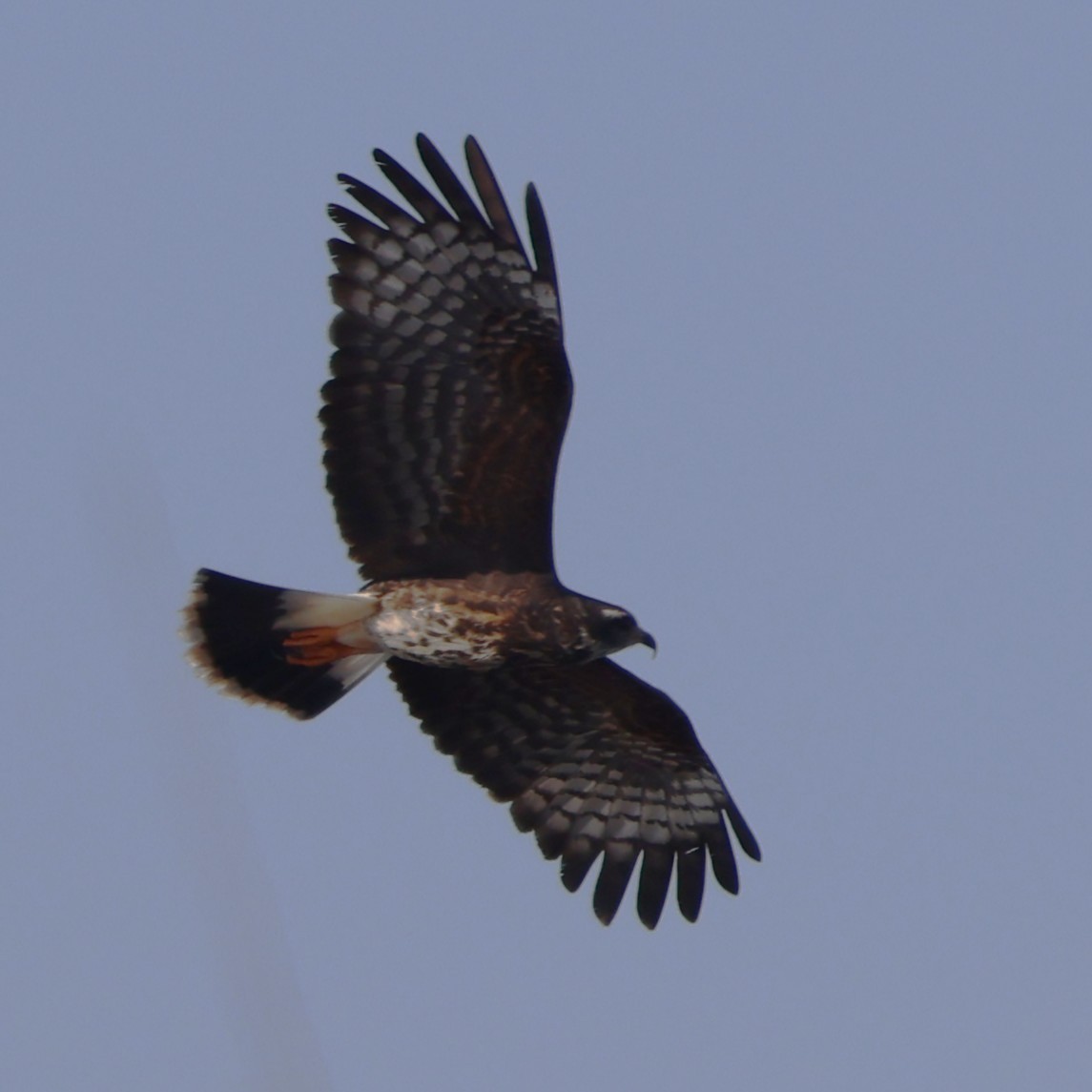 Snail Kite - ML646478682