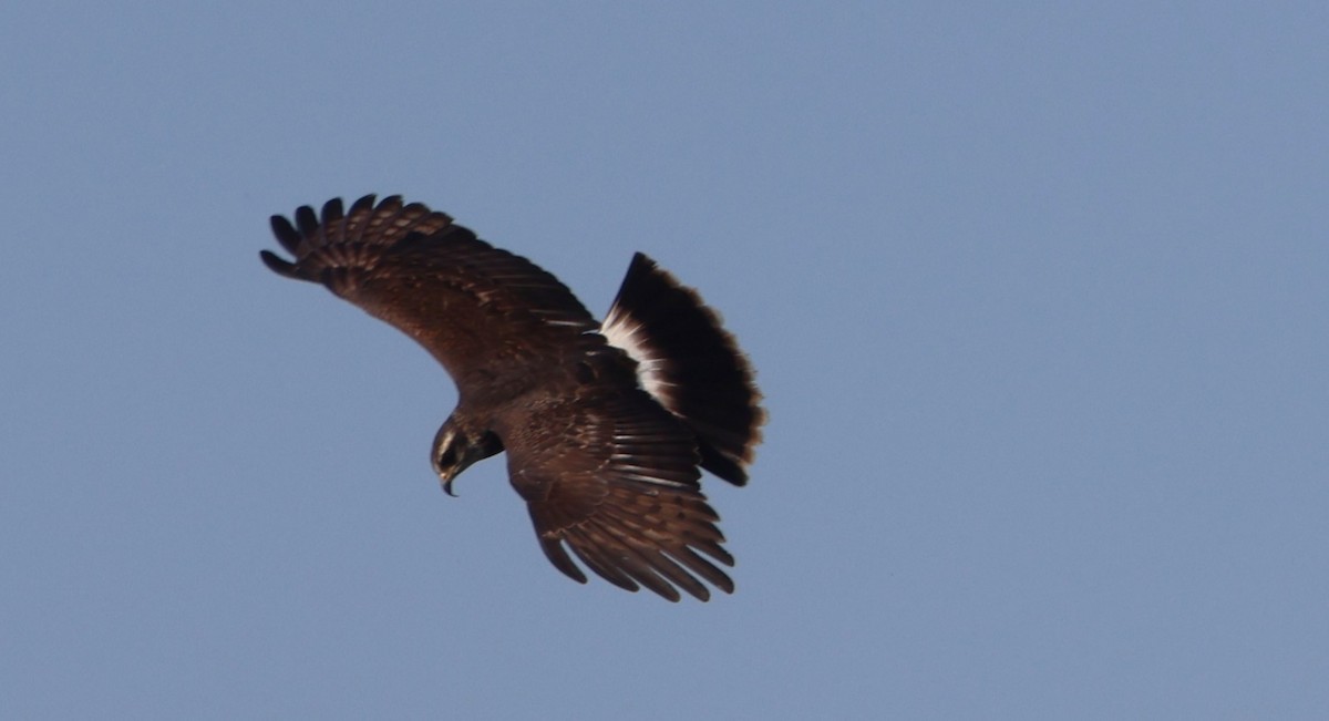 Snail Kite - ML646478683