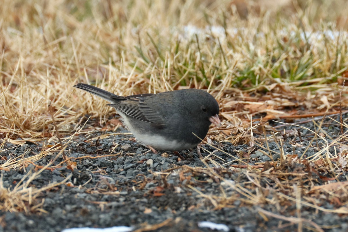 strnadec zimní - ML646478686