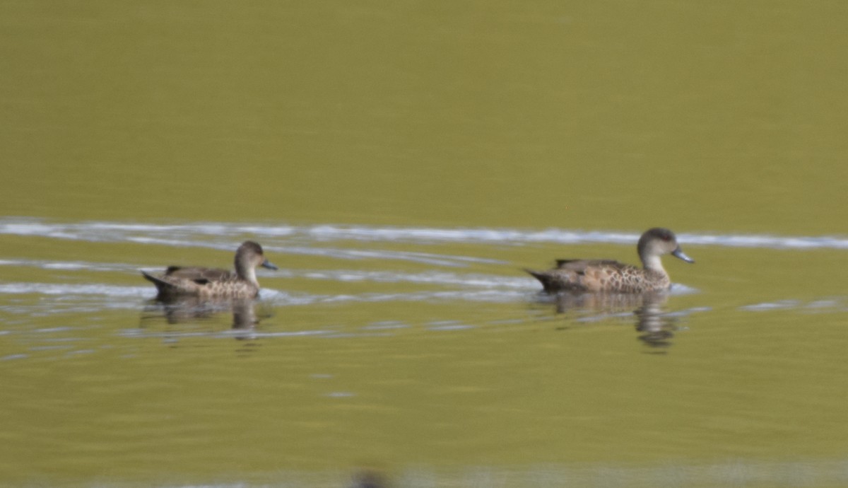 nomadeand - ML646478688