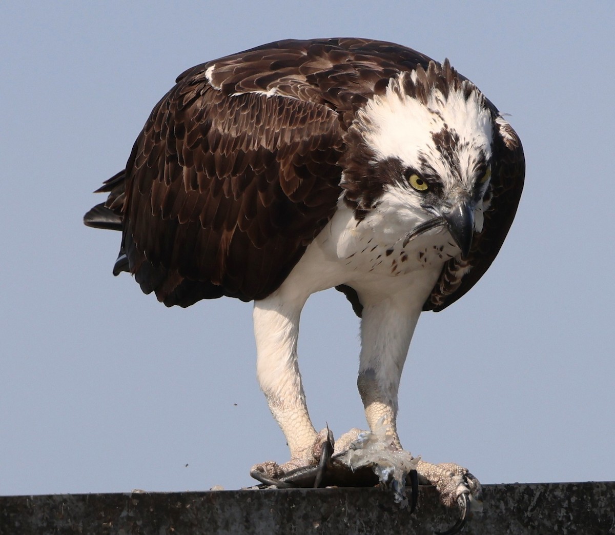 Загасч явлаг - ML646478694