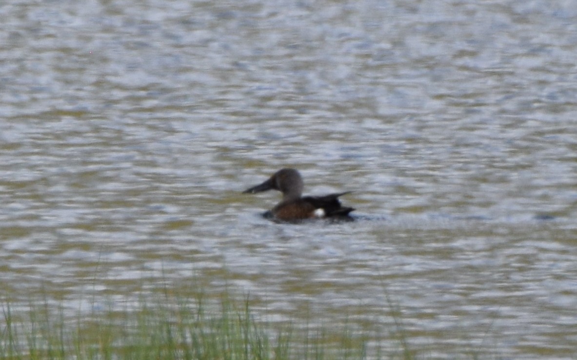 sigdskjeand - ML646478697