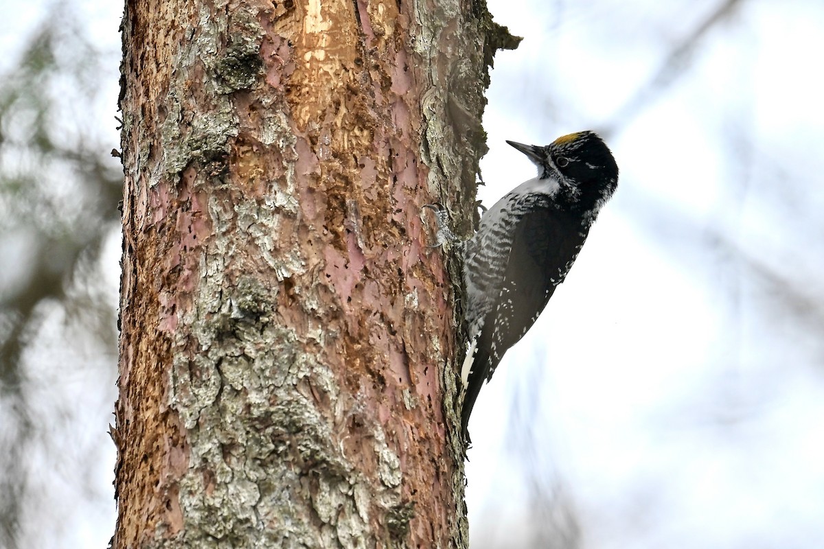 American Three-toed Woodpecker - ML646478698