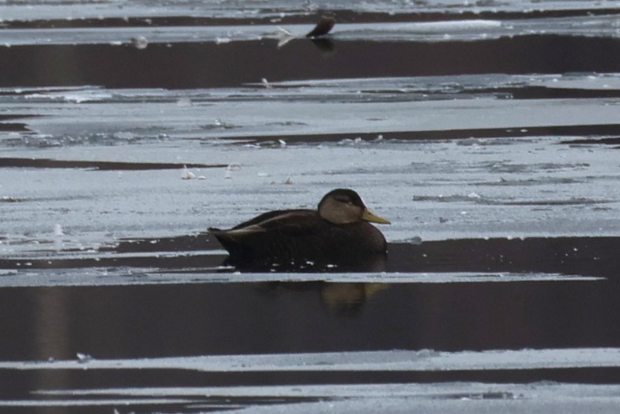 kachna tmavá - ML646478704