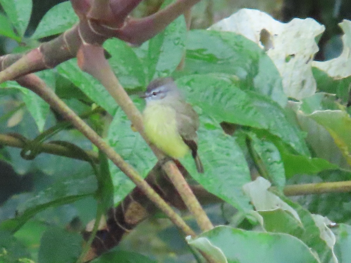 Brown-capped Vireo - ML646478705