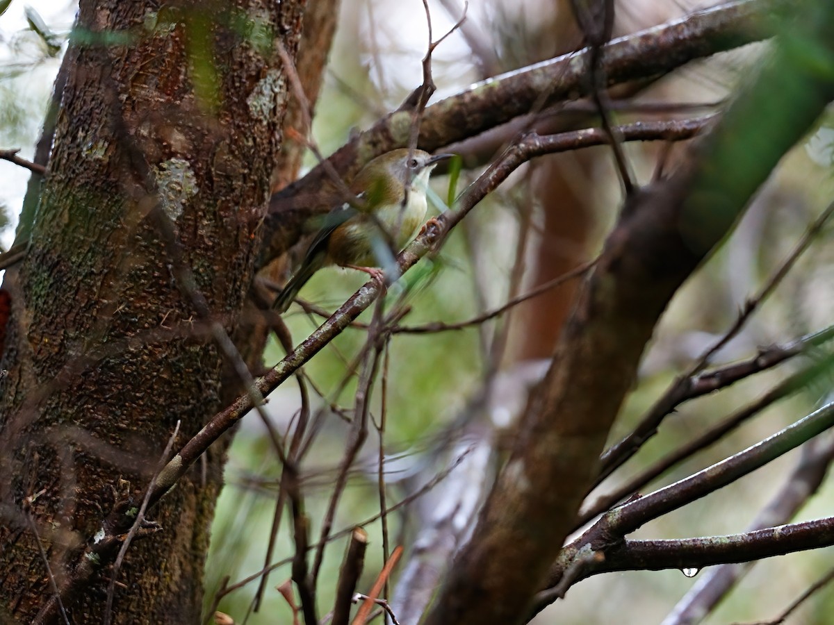 Кущовик острівний - ML646478715