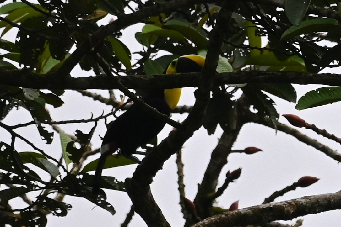 tukan žlutohrdlý - ML646478716