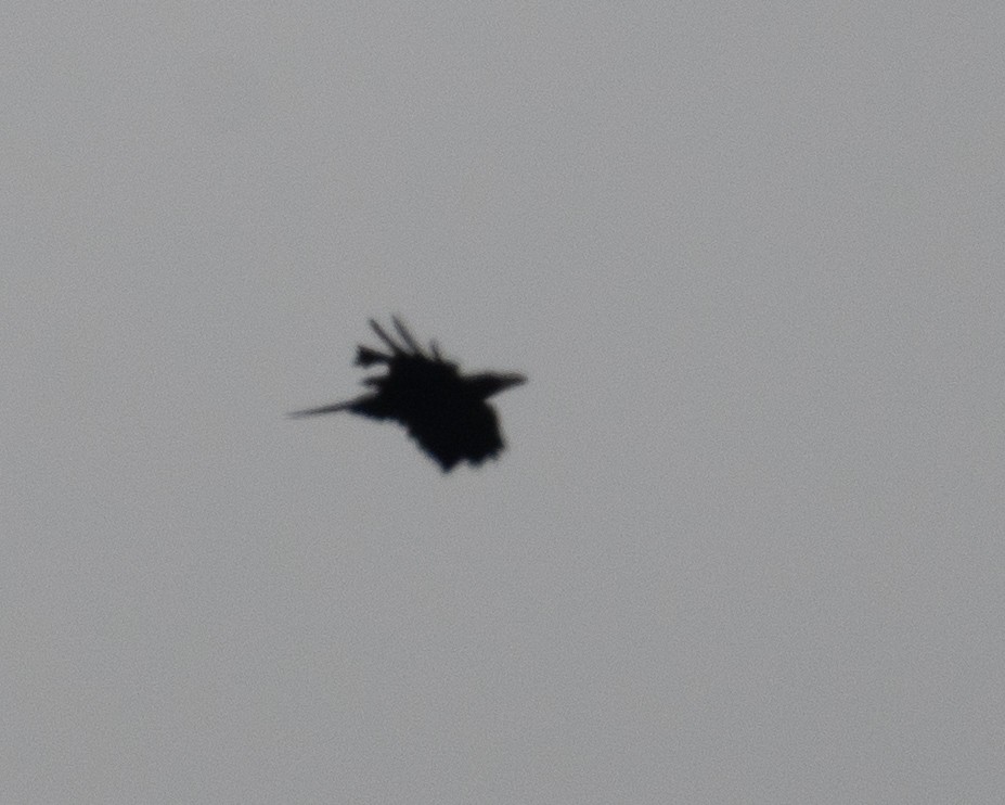 Large-billed Crow - ML646478718