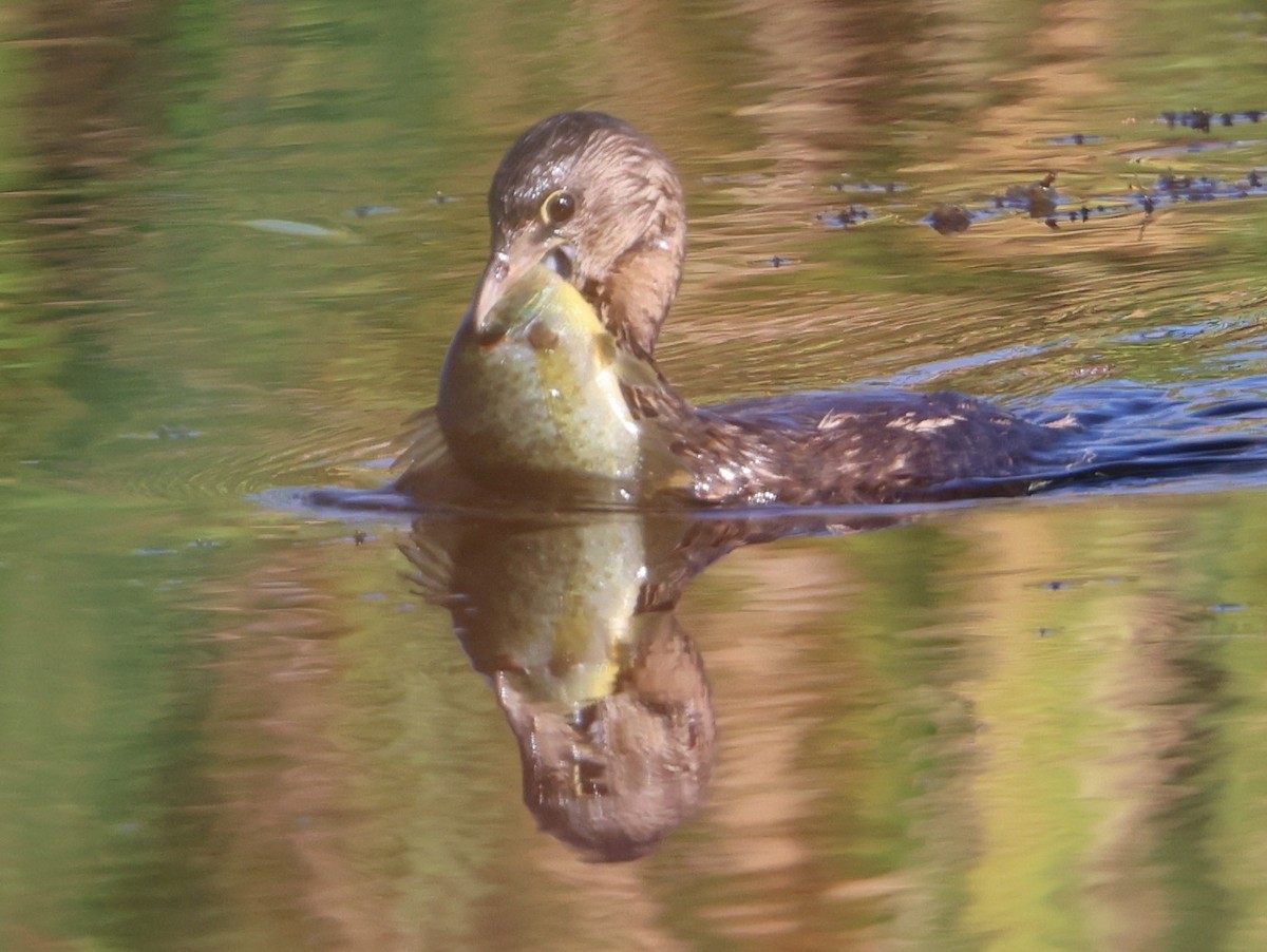 Pied-billed Grebe - ML646478719