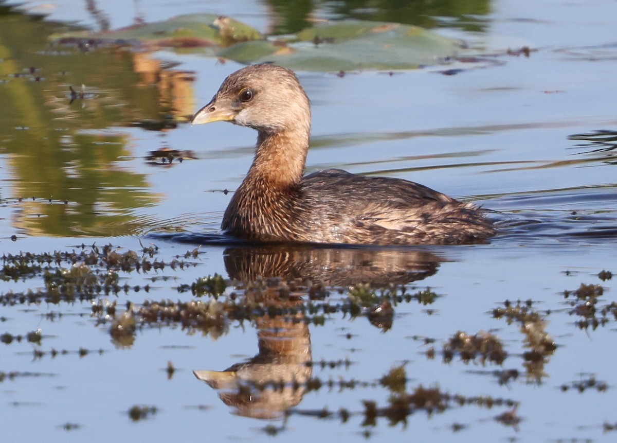 Pied-billed Grebe - ML646478720