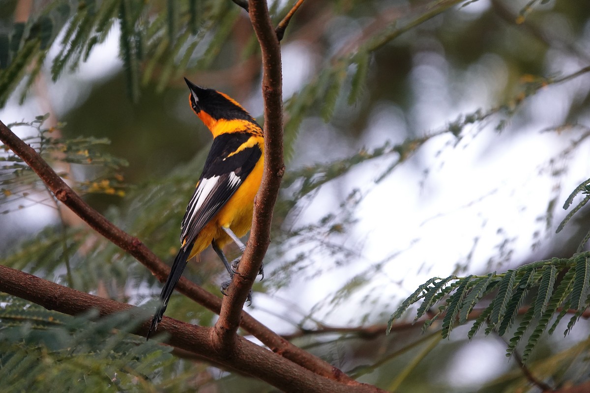 Spot-breasted Oriole - ML646478723