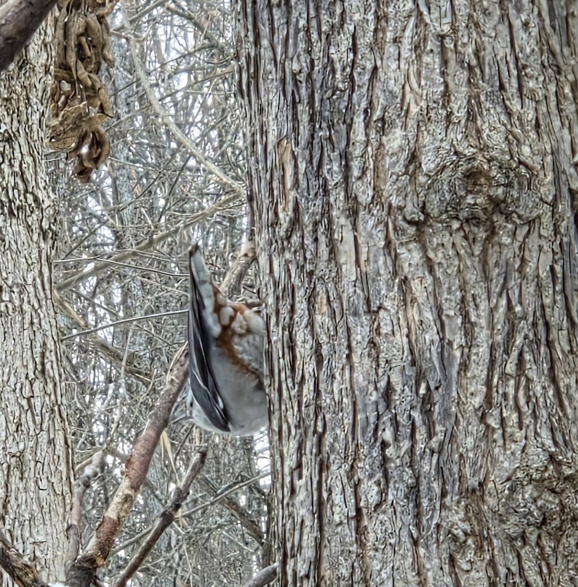 White-breasted Nuthatch - ML646478724