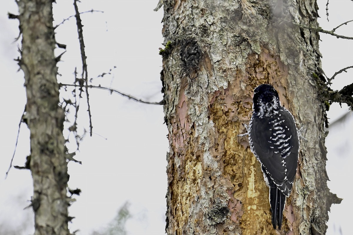American Three-toed Woodpecker - ML646478726