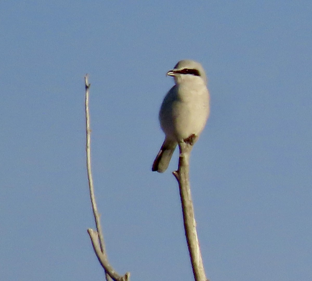 Northern Shrike - ML646478727