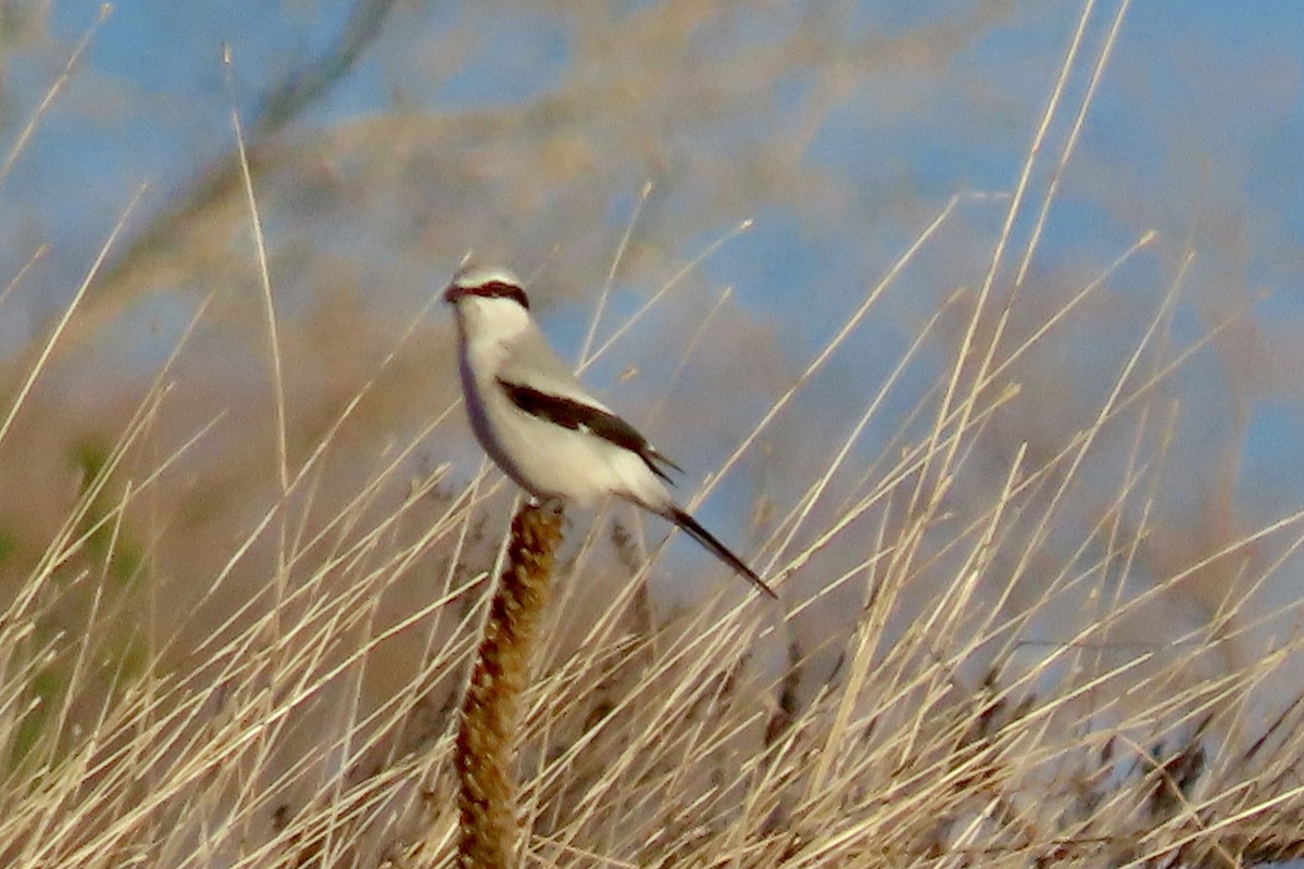 Northern Shrike - ML646478728