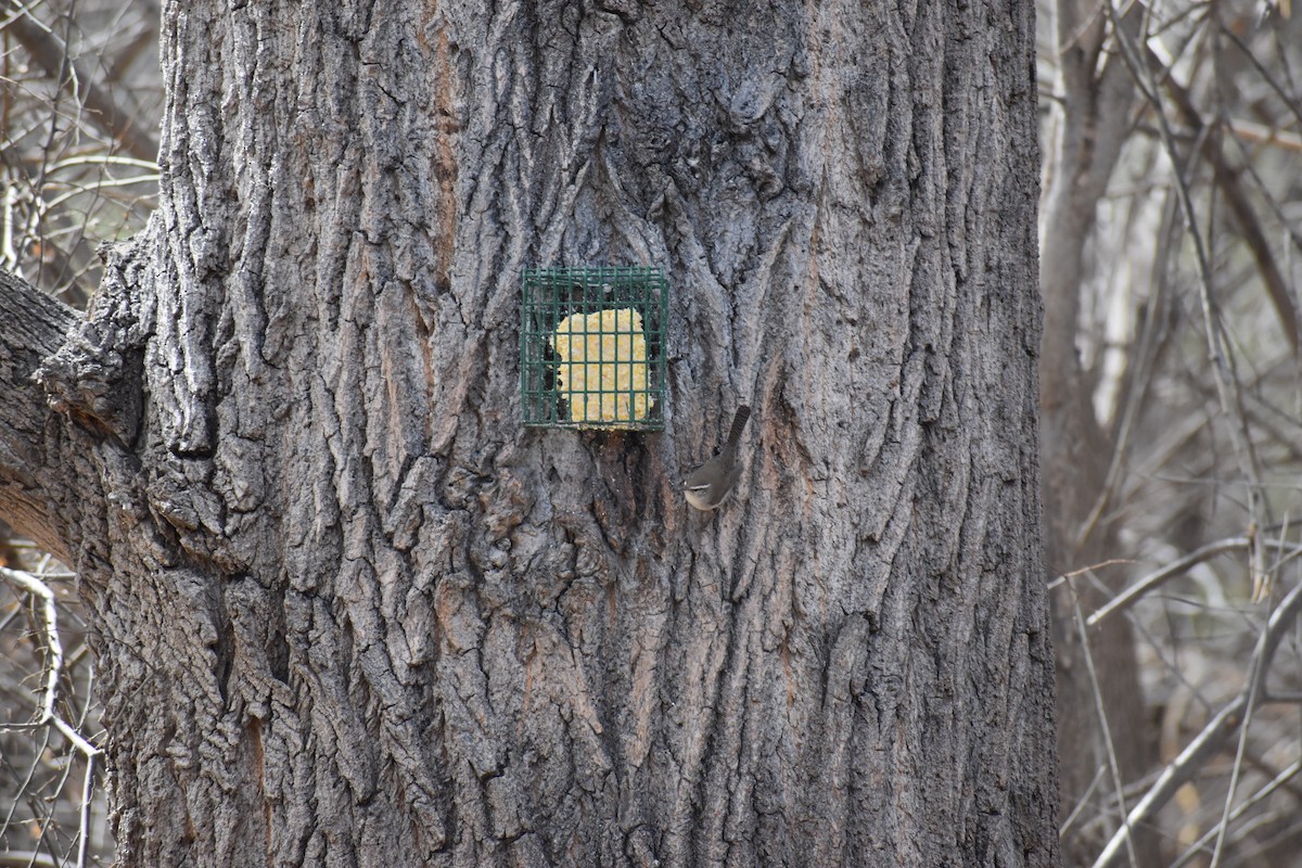 Підбуреник - ML646478730