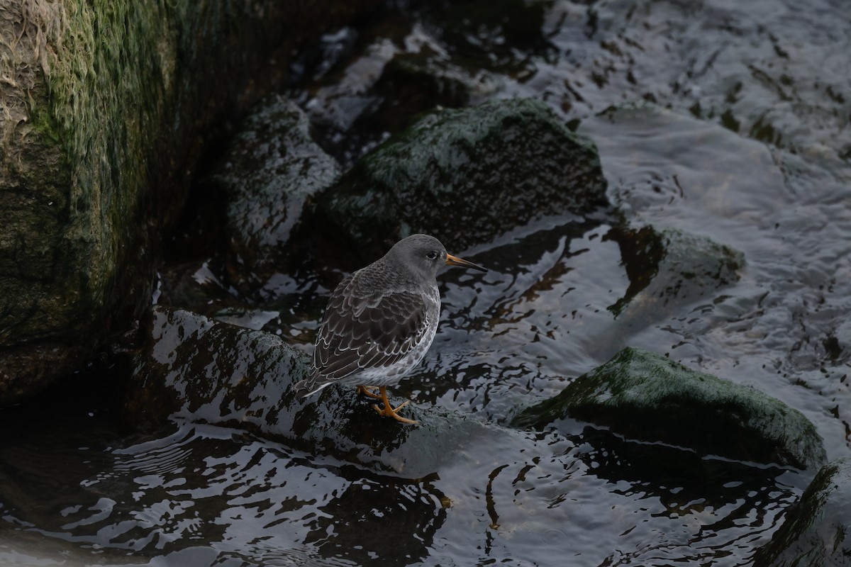Purple Sandpiper - ML646478733